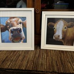 Cow Pictures