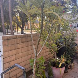 Plants For Sale 