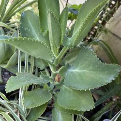 Calanchoe