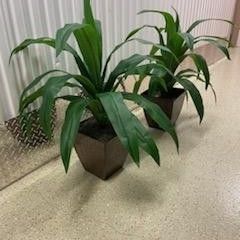 Artificial Plants Set Of 2