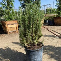 Rosemary Bush
