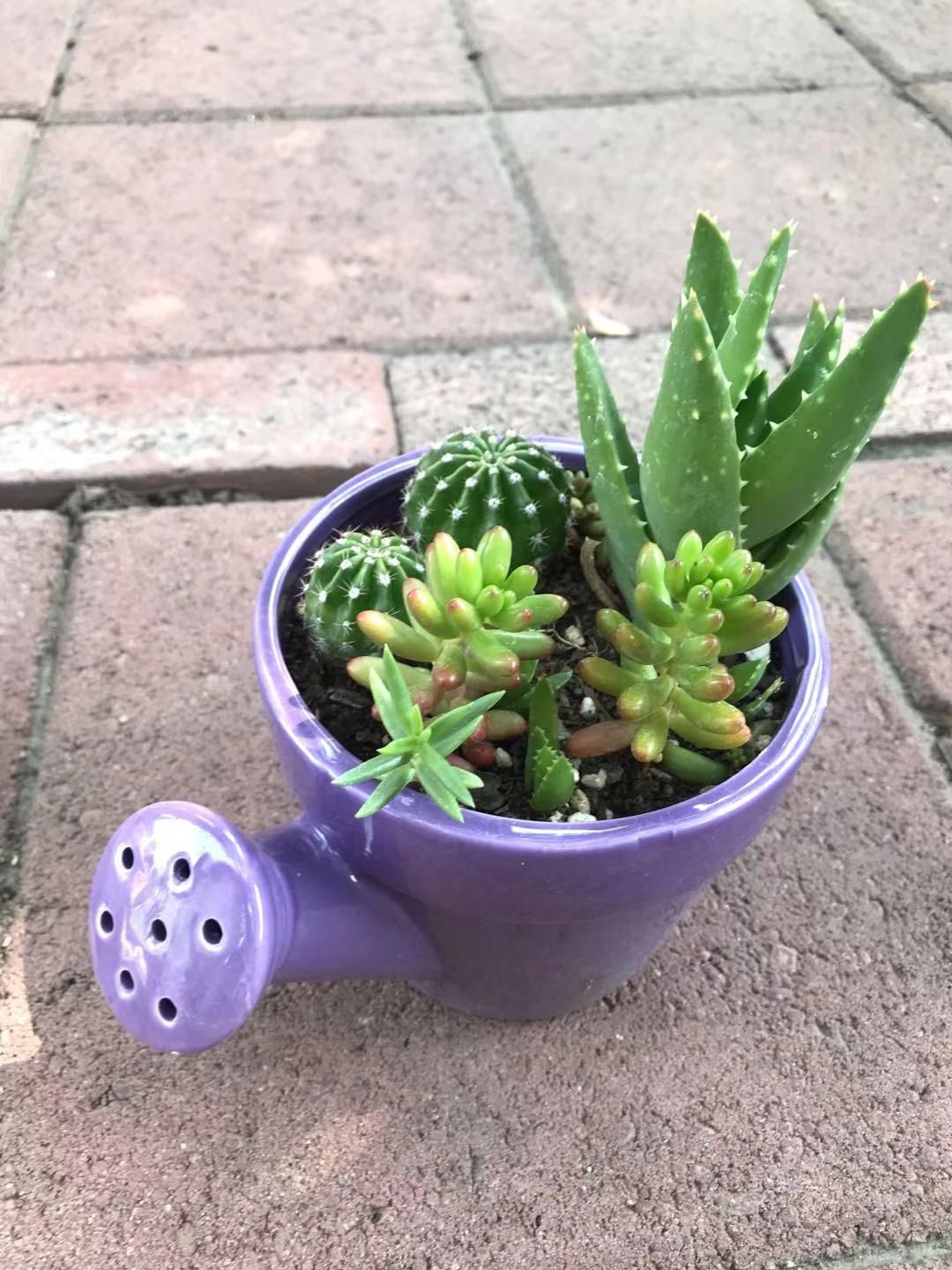 Cute Tea Water Pot Ceramic Cactus Succulent Plants Flowers Home Garden 