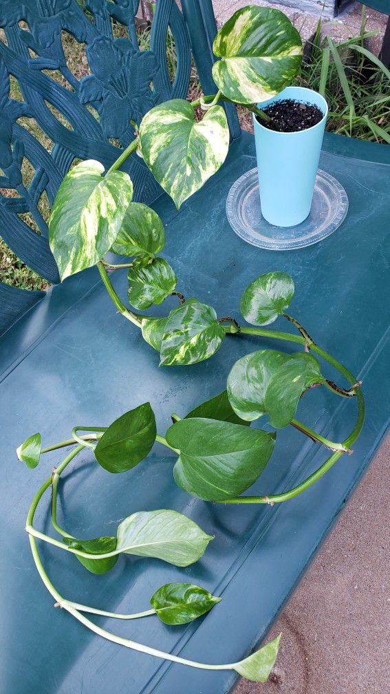 YOUNG POTHOS PLANT LONG BRANCH