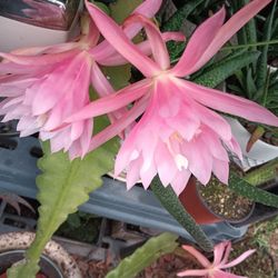 Beautiful Succulents.