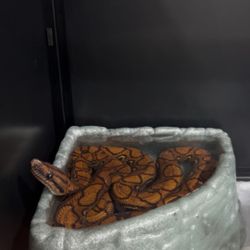 brazilian rainbow boa