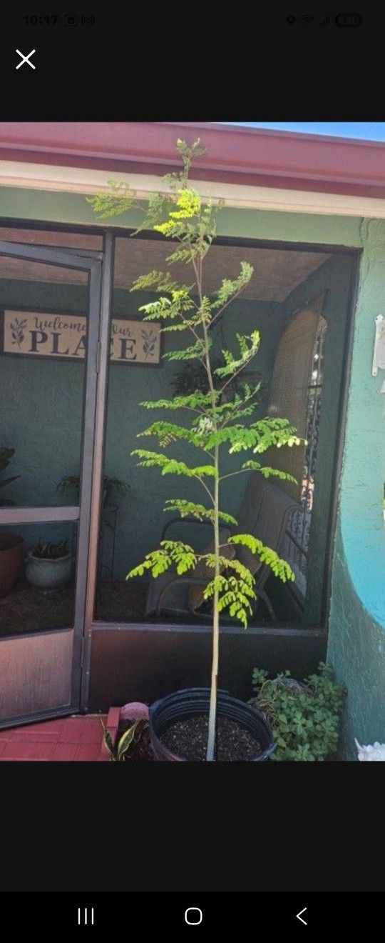 Moringa Tree 