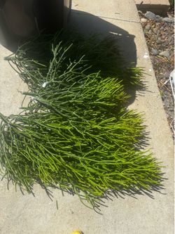 Firestick cutting plants