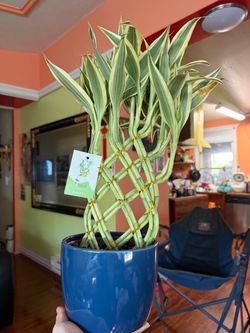 Lucky Bamboo