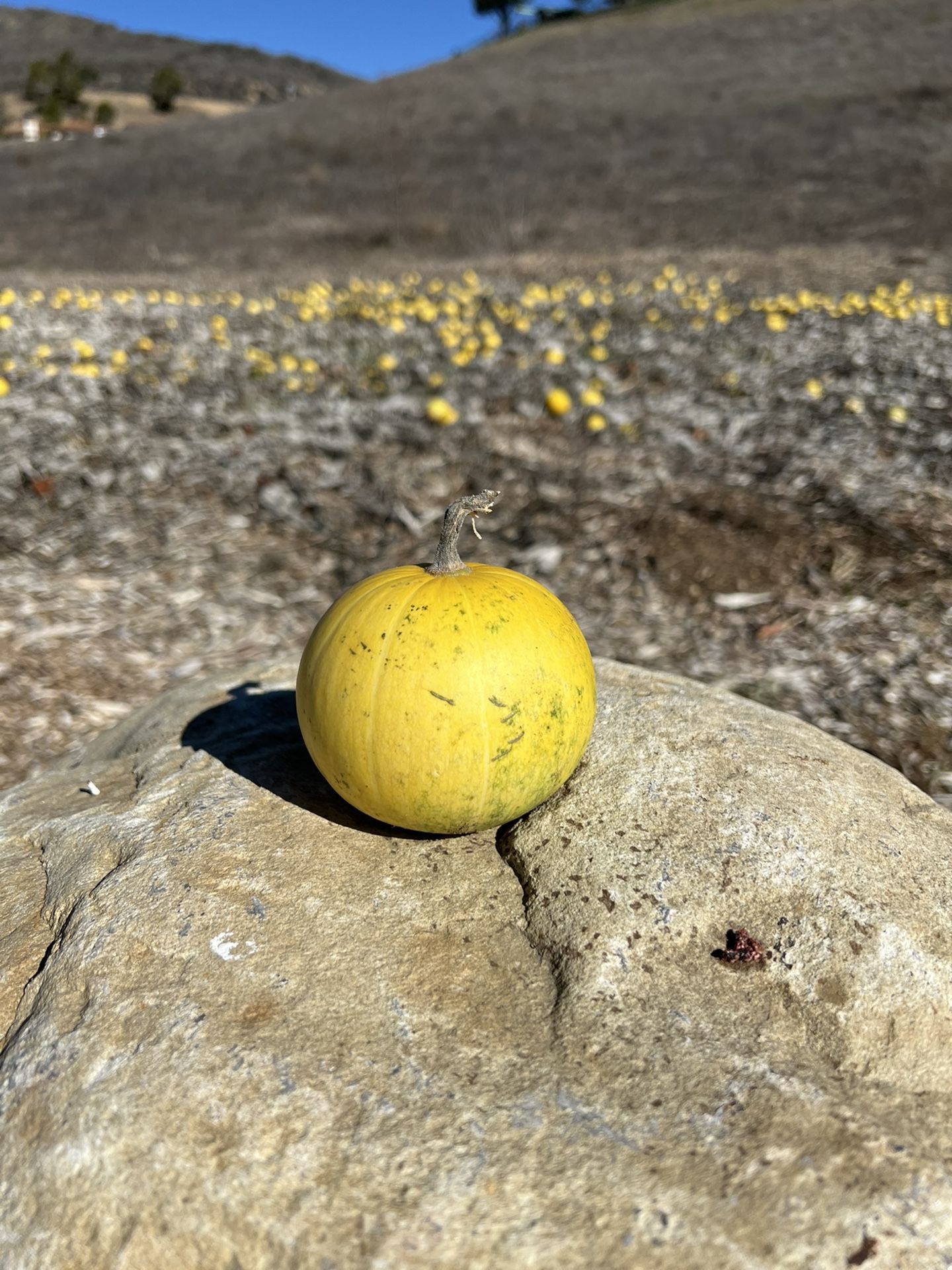 Wild Pumpkins For Yard Decor