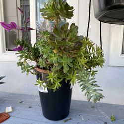 Assorted Succulents