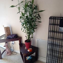 Bamboo Plant 