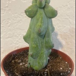 Boobie cactus 🌵,4” pot ,rooted, 6” long ,$30 Each