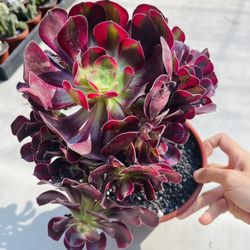 Aeonium Big Medusa Variegated Imported