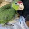 Amazon Parrot 