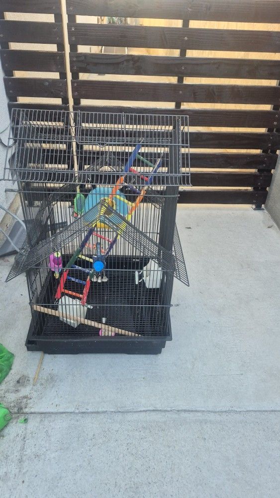 Bird Cage