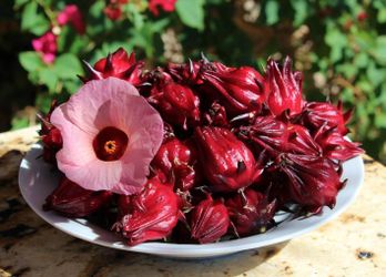 LIVE PLANT 1ft Hibiscus sabdariffa Florida Cranberry Roselle Jamaican Sorrel