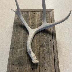 Deer Antler 