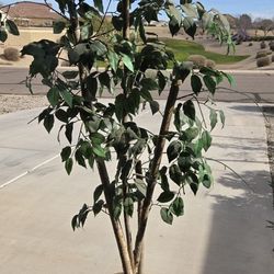 $15 Obo 60"Tree