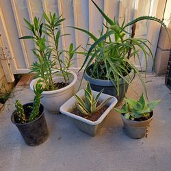  5 Plants 🪴  $30