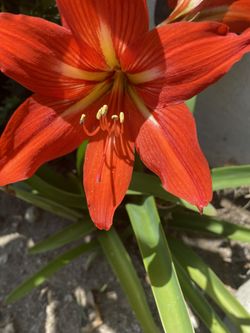 Flor de Amarilis