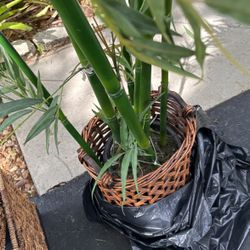 Fake Bamboo Tree Tall Great For living Room Or Office
