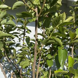 Fruit Trees