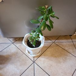 Jade Plant 