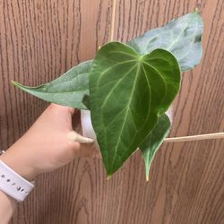 Anthurium Delta Force