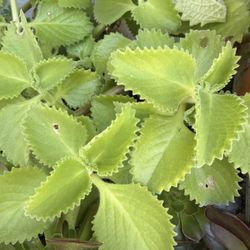 Oregano Herbal Plant 