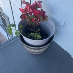 The Plants Everything You See Theare 4 Sale