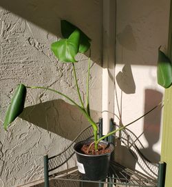 Monstera deliciosa