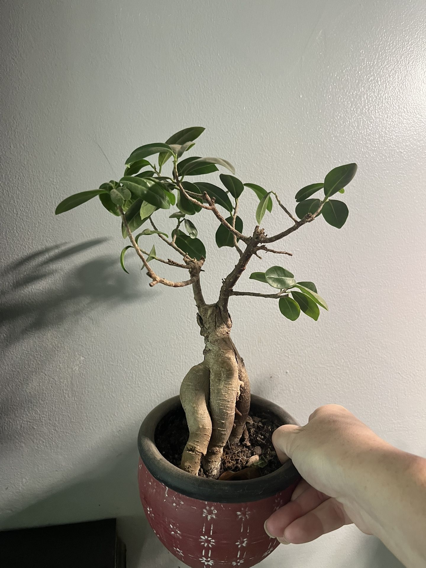 Bonsai Tree