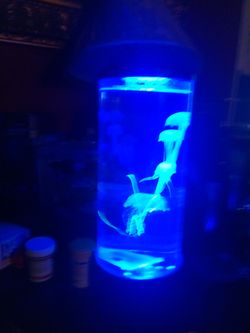 Jellyfish tank elegant and relaxing