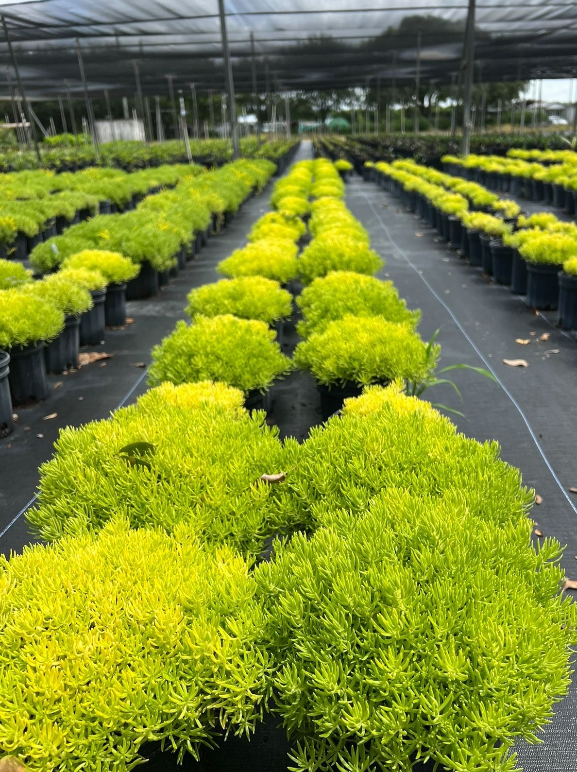 💛 Plant: Yellow Sedum