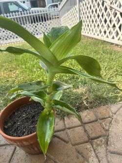 beautiful plant