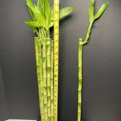 Straight Tall Bamboo Plants $3 each stick ,24”tall.