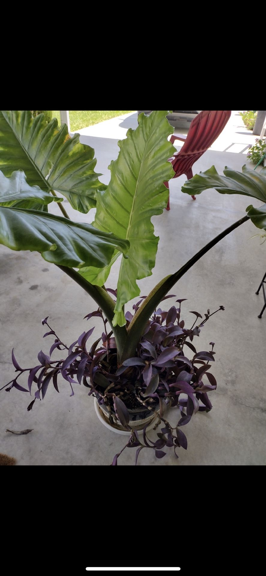 Elephant Ear Large Plant 