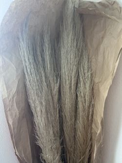 Pampas Grass