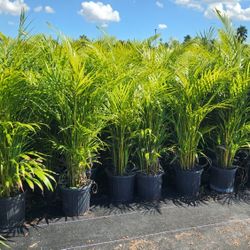Beautiful Arecas Palms For Inmediate Privacy!!! 3 Feet Tall!!! Fertilized 