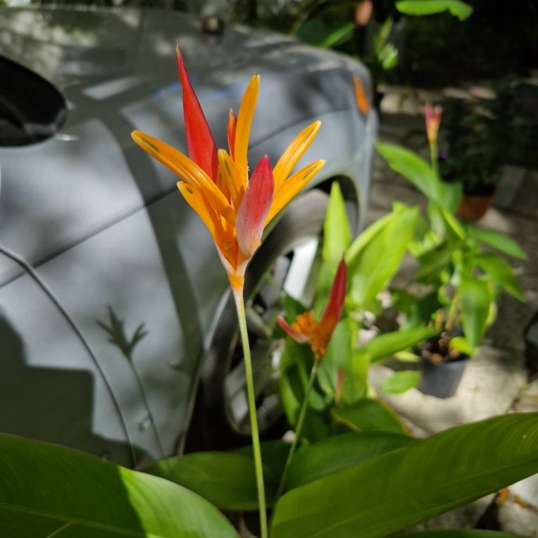 Orange Heliconia, Parrot Beak Plant 
