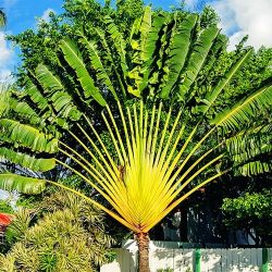 Travelers Palm 4-5 Feet Tall