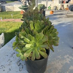 Big, beautiful succulent plant
