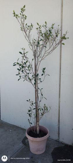 ficus tree  with pot