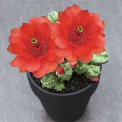 Narcissus Cactus Cluster 