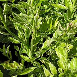 DEVIL'S BACK BONE PLANTS 3GL $10🌿🌿