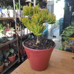 ET Fingers Jade Plant 