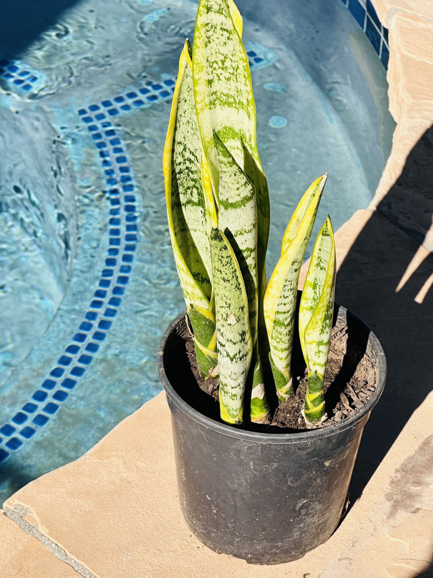 Snake Plant