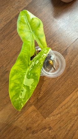Corms from this albo alocasia