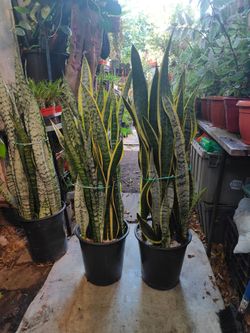 Indoor Plants
