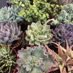 6” Succulents Asst 2Pcs Bundle